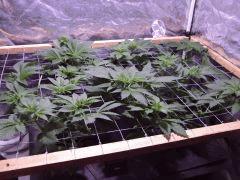 scrog5