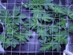 scrog2
