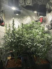 King Kush 10 Déc.2016