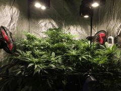 Swiss Cheese Reg 4 Mars 2017