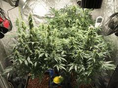 King Kush 15 Déc.2016
