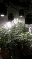 King Kush 25 Nov.2016