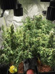 King Kush 27 Déc.2016