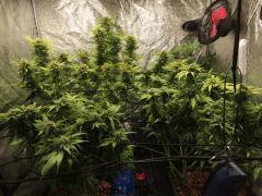 Swiss Cheese Reg. 22 Mars 2017