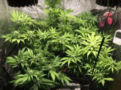 Swiss Cheese Reg. 14 Mars 2017
