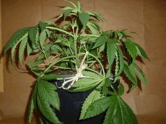 C 28 ThunderStruk 2 (2)