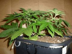 C 28 Medical Buddha (2)