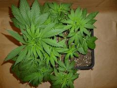 C 28 Delicious Candy (2)