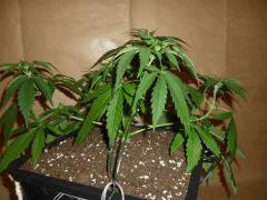 C 28 CBD Therapy (2)
