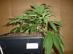 C 28 Medicritical (1)
