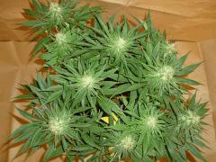 1212 41 CBD Blue Shark (6)