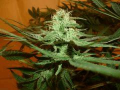 1212 41 Medicritical (2)