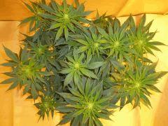 12/12 +18 CBD Blue Shark (1)