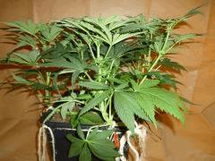 12/12 +18 Durga Mata 2 CBD (2)