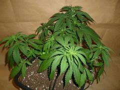 C 28 CBD Therapy (1)