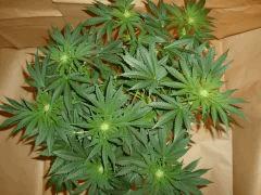 12/12 +18 Pakistan Valley (3)