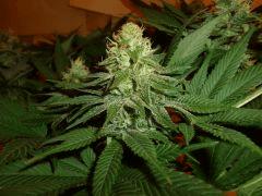 1212 41 Durga Mata 2 CBD (2)