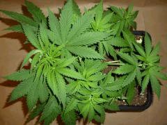 C 28 Medical Buddha (1)