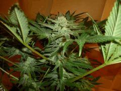 1212 41 Medical Buddha (1)