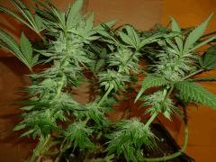 1212 41 CBD Therapy (1)