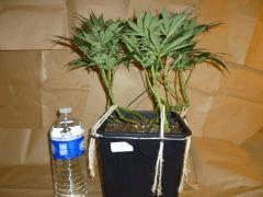 1212 41 Durga Mata 2 CBD (3)