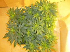12/12 +11 CBD Therapy (2)