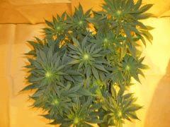 12/12 +18 CBD Therapy (3)