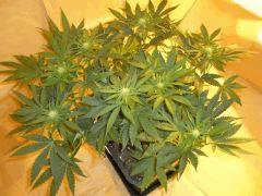 12/12 +18 Medical Buddha (1)