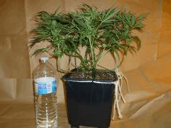 1212 32 Medicrtical (1)
