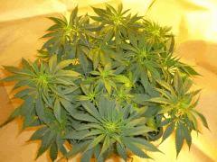12/12 +11 CBD Blue Shark (1)