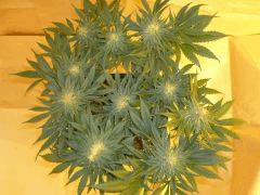 1212 41 CBD Therapy (5)
