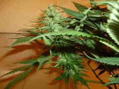 1212 41 CBD Blue Shark (3)