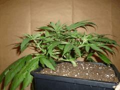 C 28 Medicritical (2)