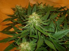 1212 41 CBD Blue Shark (4)