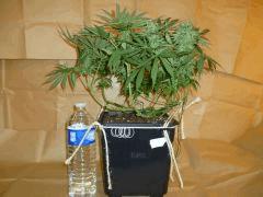 1212 41 Medicritical (5)