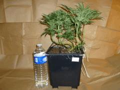 1212 41 CBD Therapy (4)