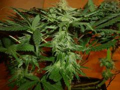 1212 41 CBD Therapy (6)