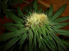 1212 41 CBD Therapy (2)