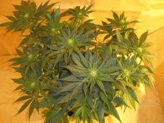 12/12 +18 CBD Therapy (1)