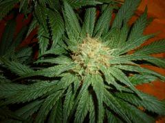 1212 41 CBD Therapy (3)