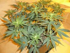 12/12 +18 CBD Blue Shark (2)