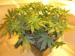 12/12 +11 Medical Buddha (1)