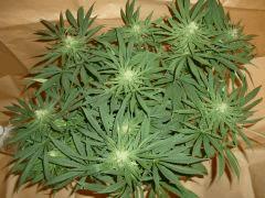 1212 32 Medicrtical (2)