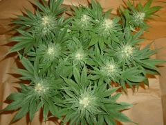 1212 41 Durga Mata 2 CBD (4)