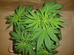 C 28 Medicritical (3)