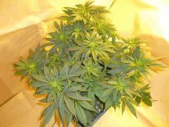 12/12 +11 CBD Therapy (1)