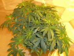 12/12 +11 Medicritical (1)