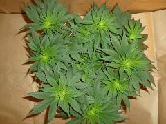 12/12 +11 Durga Mata 2 CBD (2)
