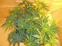 12/12 +18 Medicrtical (3)