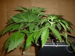 C 28 Delicious Candy (1)